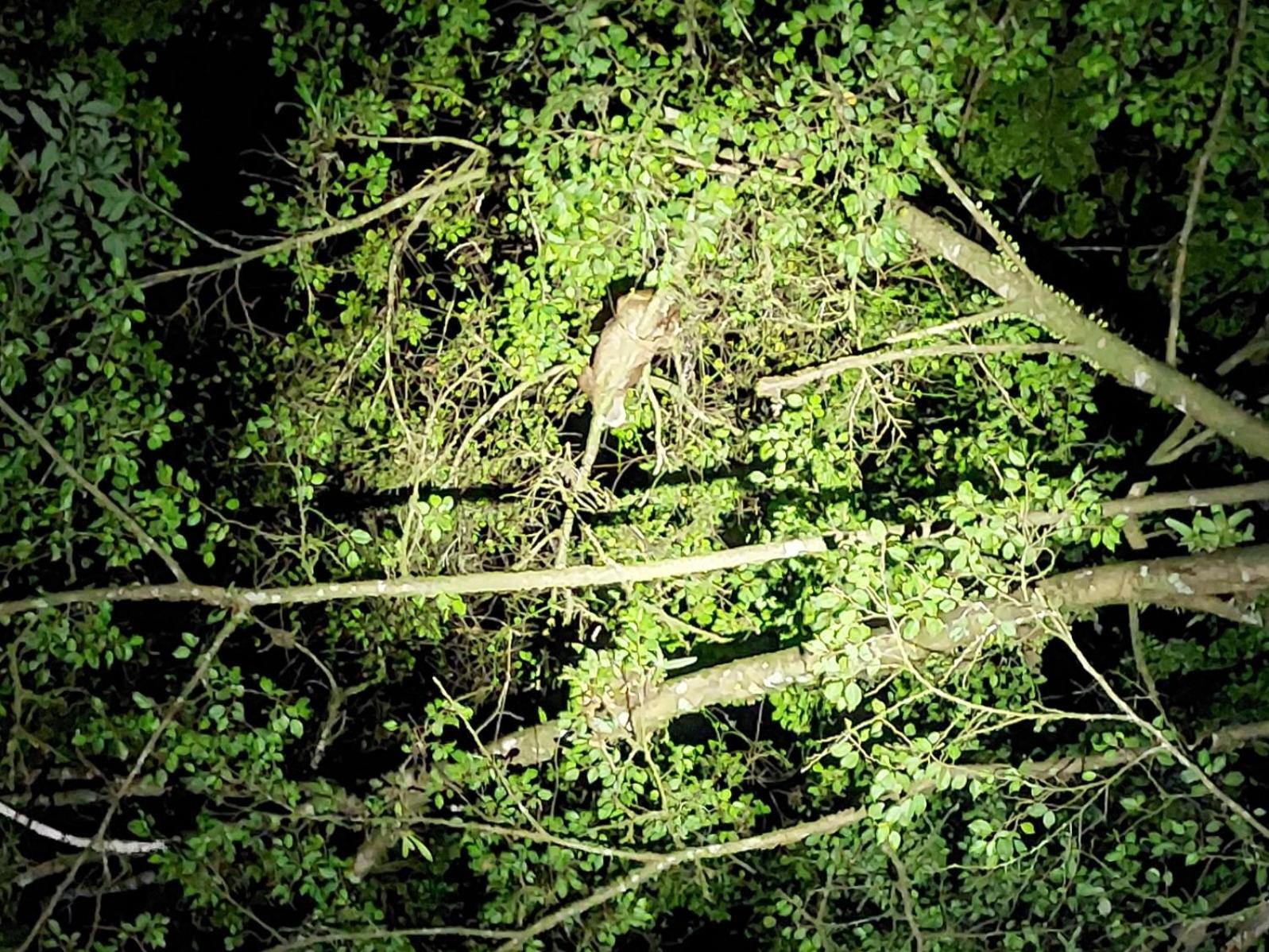 Hope Garden, Sarapiqui, We Connect You With The Sarapiqui Tropical Forest Dış mekan fotoğraf
