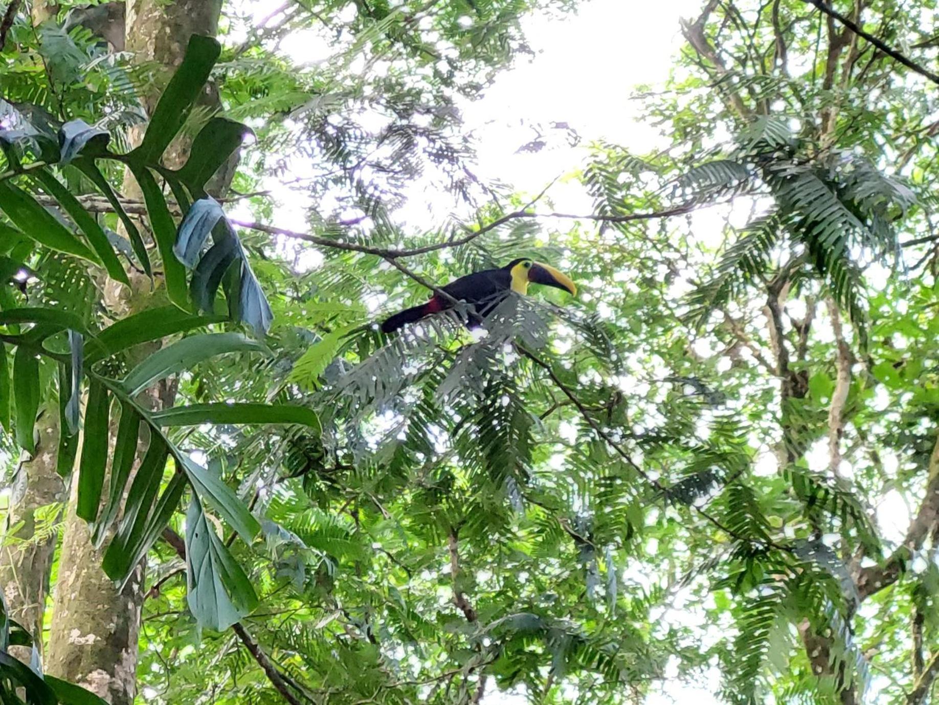 Hope Garden, Sarapiqui, We Connect You With The Sarapiqui Tropical Forest Dış mekan fotoğraf