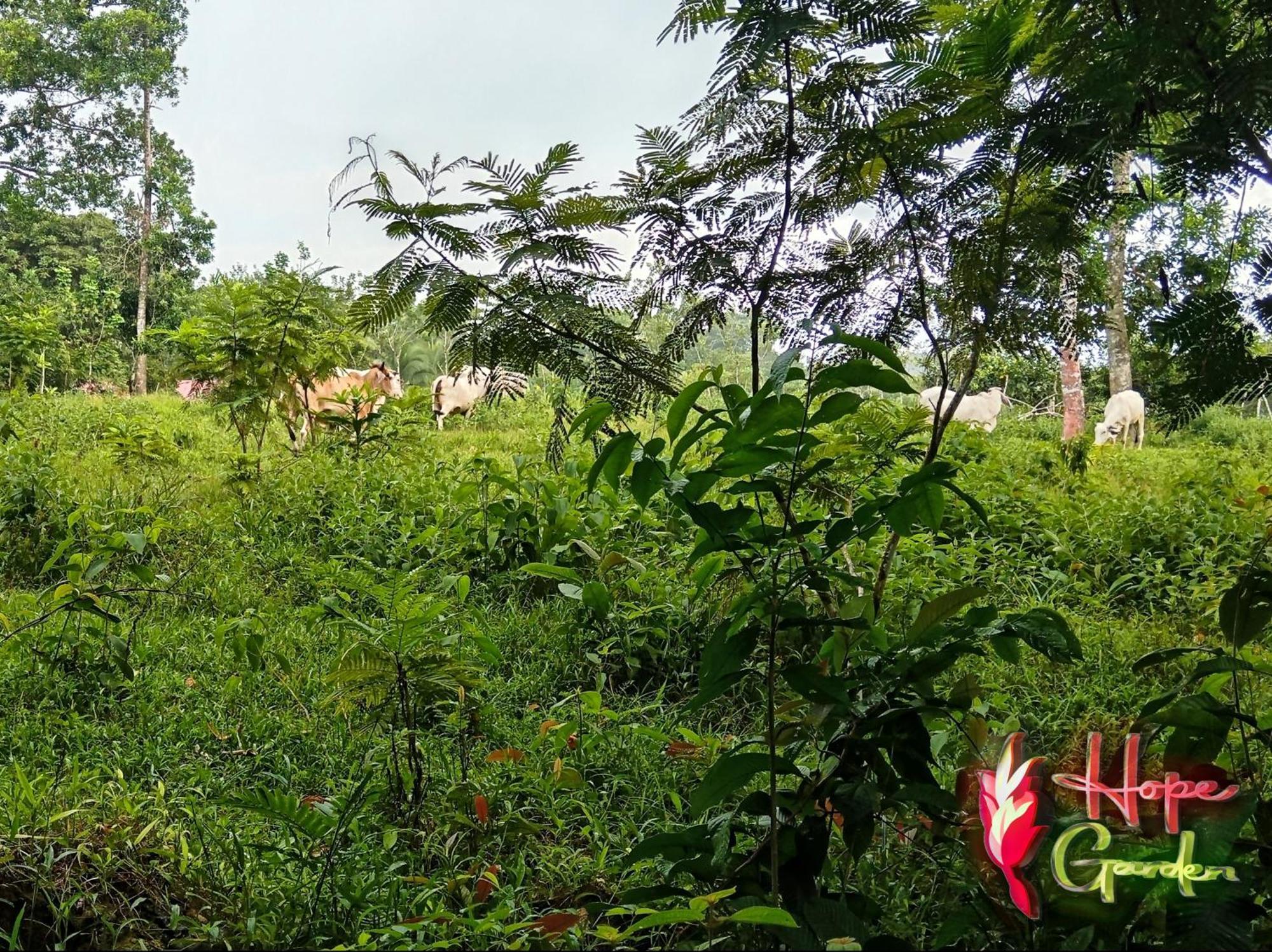 Hope Garden, Sarapiqui, We Connect You With The Sarapiqui Tropical Forest Dış mekan fotoğraf